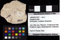 Foto (Objket + Etiketten) von Decapoda indet. 